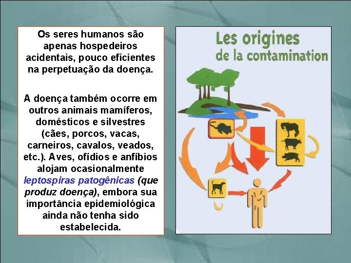 Os seres humanos são apenas hospedeiros acidentais, pouco eficientes na perpetuação da doença. A