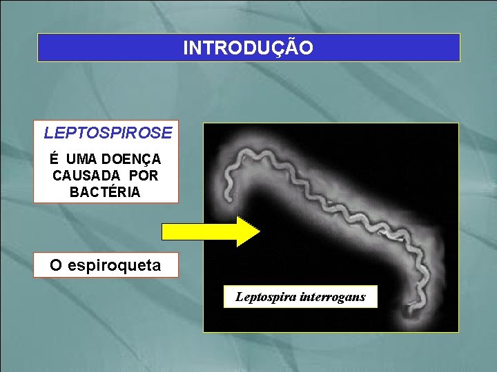 INTRODUÇÃO LEPTOSPIROSE É UMA DOENÇA CAUSADA POR BACTÉRIA O espiroqueta Leptospira interrogans 