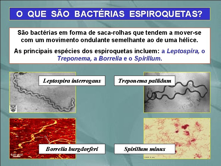 O QUE SÃO BACTÉRIAS ESPIROQUETAS? São bactérias em forma de saca-rolhas que tendem a