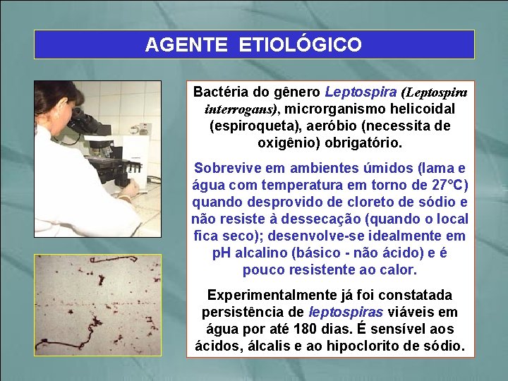 AGENTE ETIOLÓGICO Bactéria do gênero Leptospira (Leptospira interrogans), microrganismo helicoidal (espiroqueta), aeróbio (necessita de