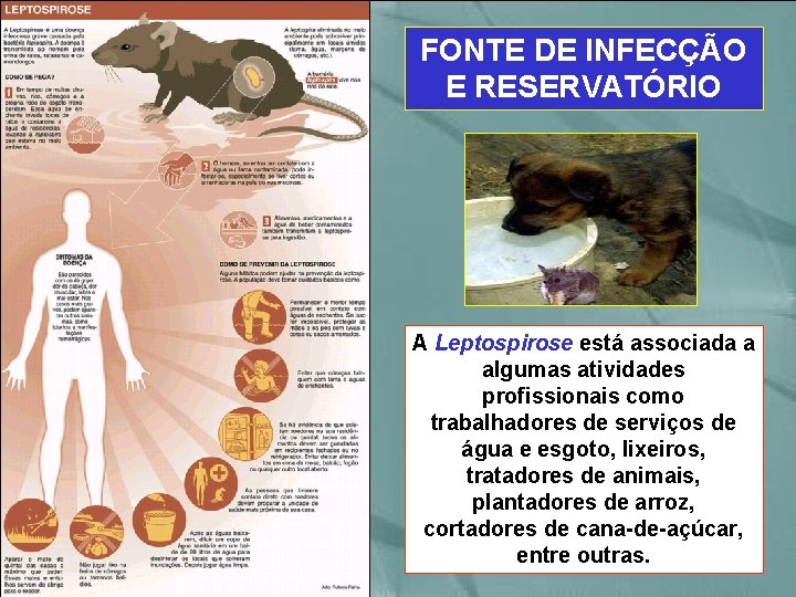 FONTE DE INFECÇÃO E RESERVATÓRIO A Leptospirose está associada a algumas atividades profissionais como