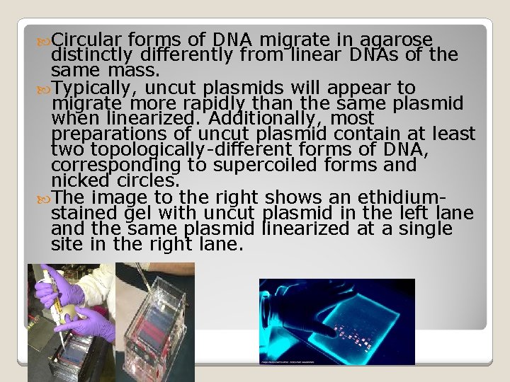  Circular forms of DNA migrate in agarose distinctly differently from linear DNAs of