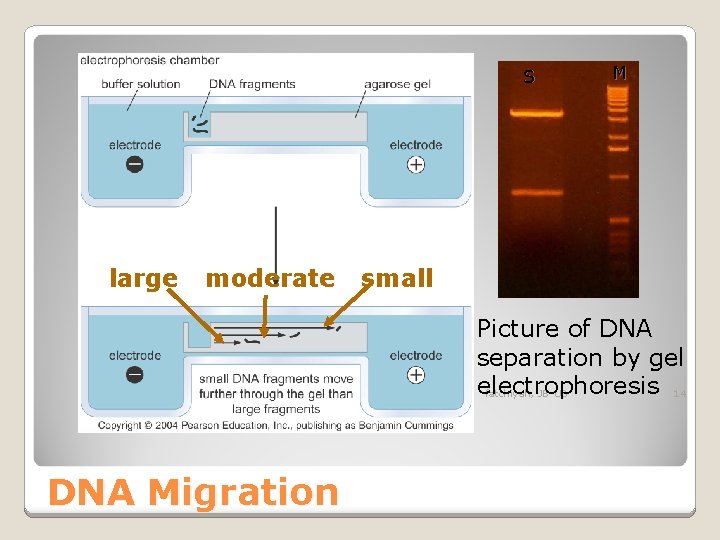 S large moderate M small Picture of DNA separation by gel 11/2/2020 electrophoresis fatchiyah,