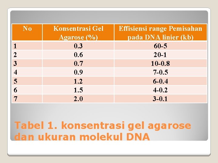 No 1 2 3 4 5 6 7 Konsentrasi Gel Agarose (%) 0. 3