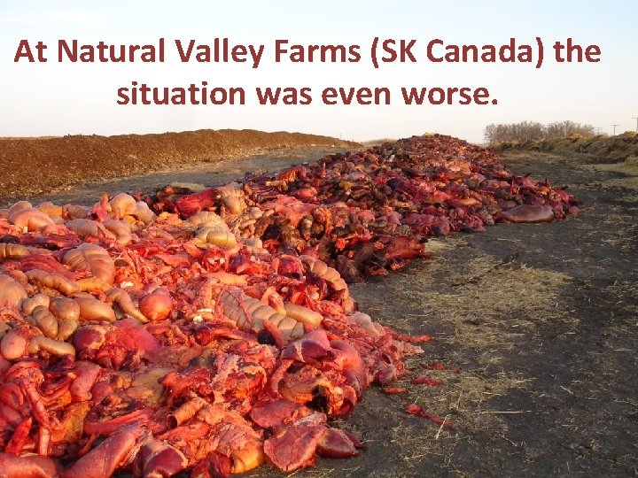 At Natural Valley Farms (SK Canada) the situation was even worse. Piles of organs,