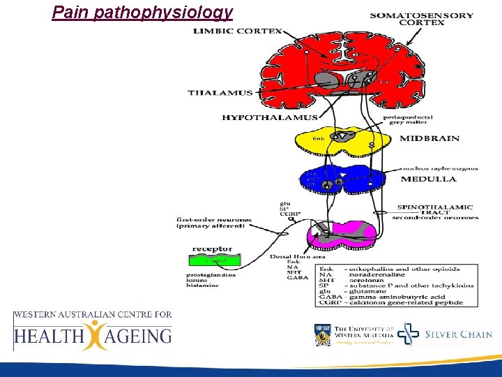 Pain pathophysiology Pain pathophysiology