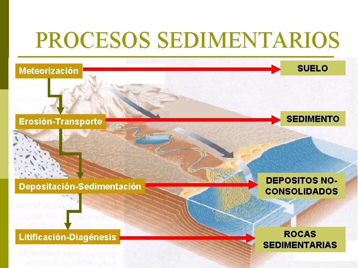 PROCESOS SEDIMENTARIOS Meteorización Erosión-Transporte SUELO SEDIMENTO Depositación-Sedimentación DEPOSITOS NOCONSOLIDADOS Litificación-Diagénesis ROCAS SEDIMENTARIAS 