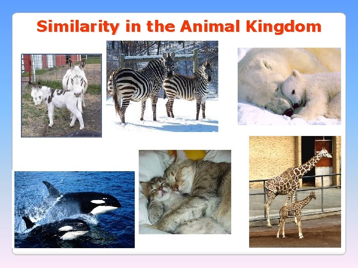 Similarity in the Animal Kingdom 