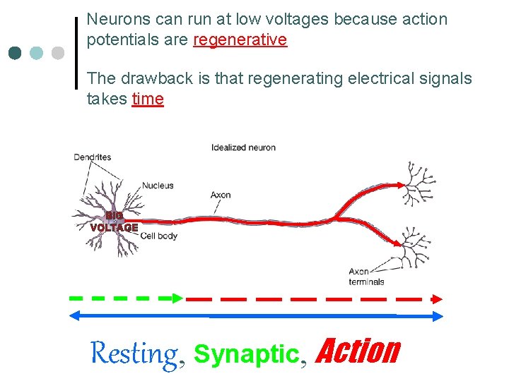 Neurons can run at low voltages because action potentials are regenerative The drawback is