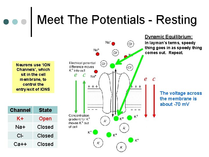 Meet The Potentials - Resting Dynamic Equilibrium: In layman’s terms, speedy thing goes in