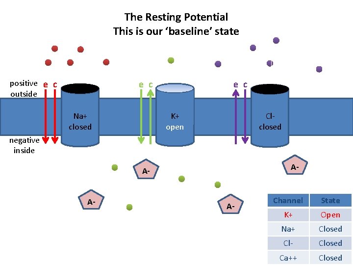 The Resting Potential This is our ‘baseline’ state positive e c outside e c