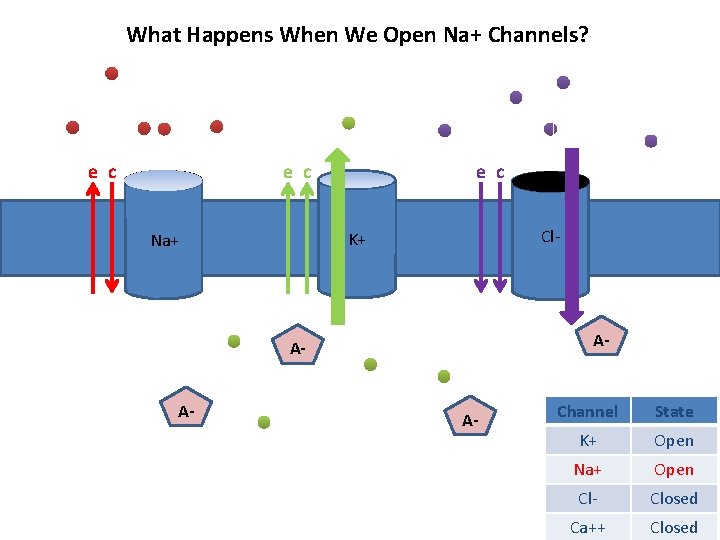 What Happens When We Open Na+ Channels? negative e c outside e c Na+