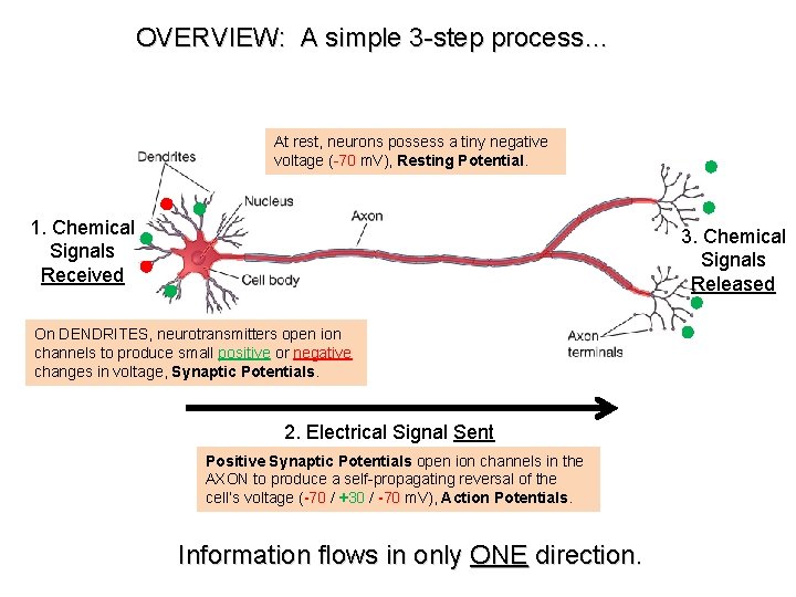 OVERVIEW: A simple 3 -step process… At rest, neurons possess a tiny negative voltage