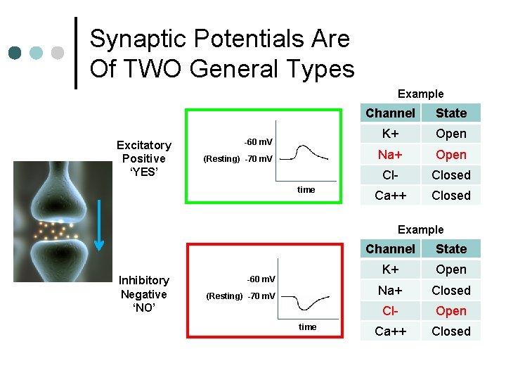 Synaptic Potentials Are Of TWO General Types Example Excitatory Positive ‘YES’ -60 m. V