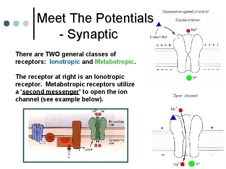 Meet The Potentials - Synaptic There are TWO general classes of receptors: Ionotropic and