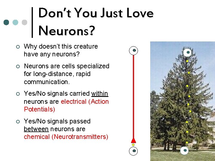Don’t You Just Love Neurons? ¢ Why doesn’t this creature have any neurons? ¢