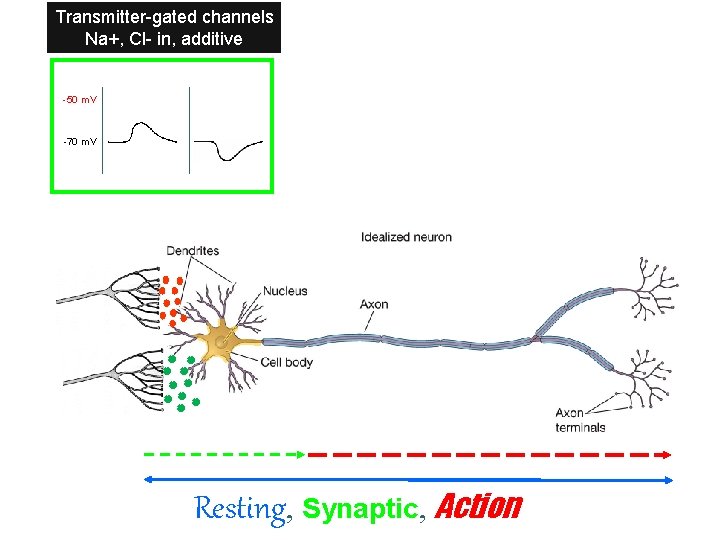 Transmitter-gated channels Na+, Cl- in, additive -50 m. V -70 m. V Resting, Synaptic,