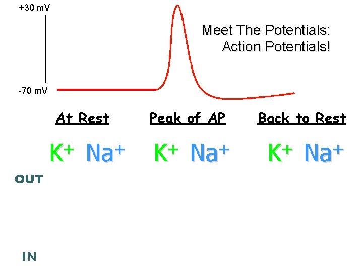 +30 m. V Meet The Potentials: Action Potentials! -70 m. V At Rest +