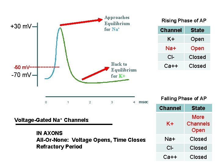 Approaches Equilibrium for Na+ +30 m. V Rising Phase of AP Back to Equilibrium