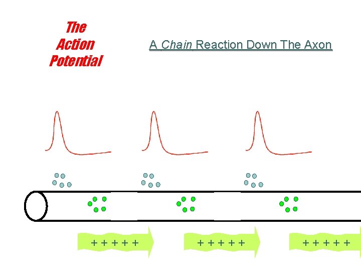 The Action Potential +++++ A Chain Reaction Down The Axon +++++ 