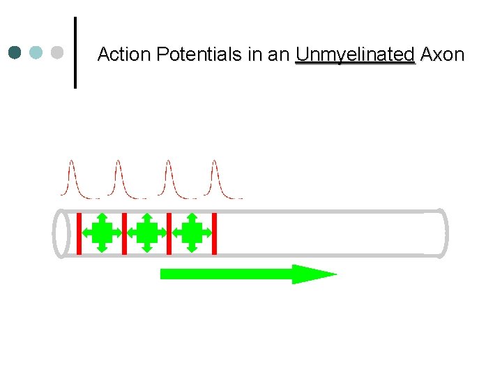 Action Potentials in an Unmyelinated Axon 