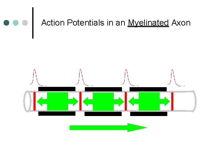 Action Potentials in an Myelinated Axon 