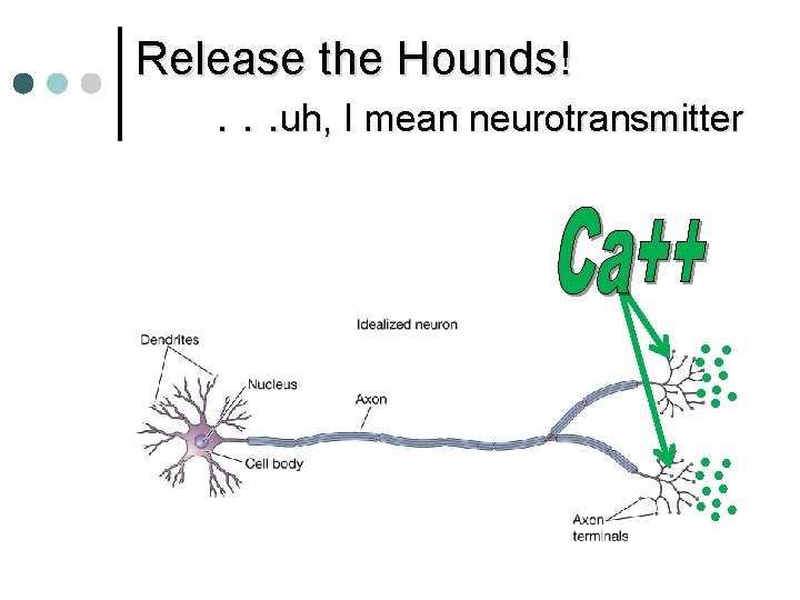 Release the Hounds!. . . uh, I mean neurotransmitter 