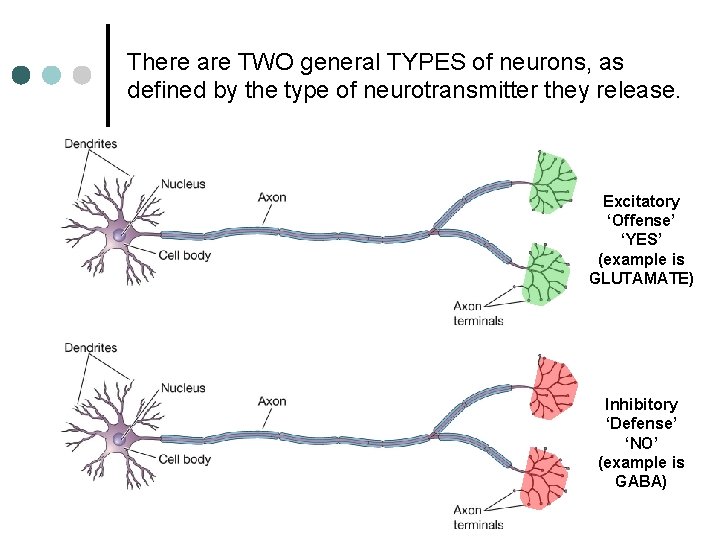 There are TWO general TYPES of neurons, as defined by the type of neurotransmitter