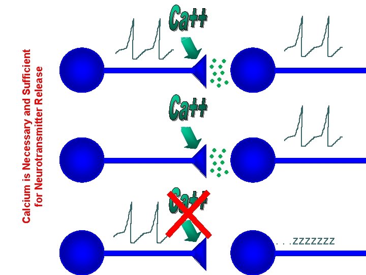 . . . zzzzzzz Calcium is Necessary and Sufficient for Neurotransmitter Release 