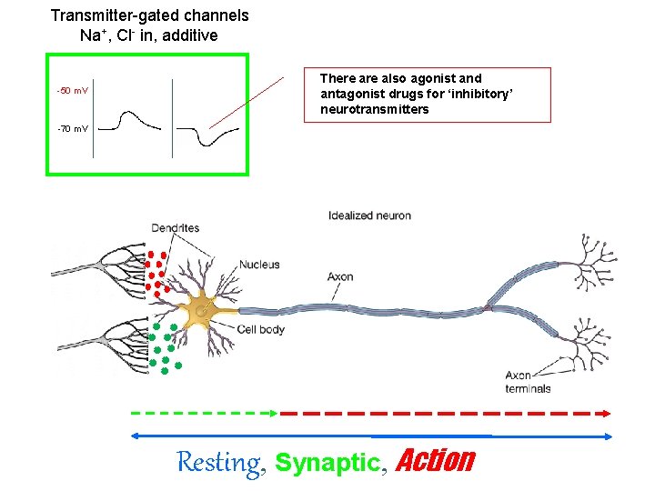 Transmitter-gated channels Na+, Cl- in, additive -50 m. V There also agonist and antagonist