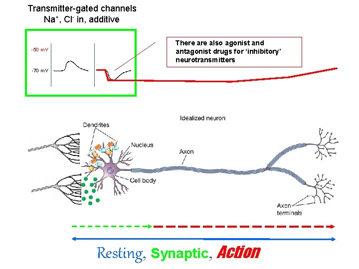 Transmitter-gated channels Na+, Cl- in, additive -50 m. V There also agonist and antagonist