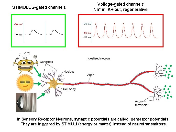 Voltage-gated channels Na+ in, K+ out, regenerative STIMULUS-gated channels -50 m. V -70 m.
