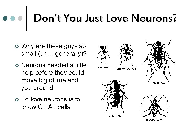 Don’t You Just Love Neurons? ¢ Why are these guys so small (uh… generally)?