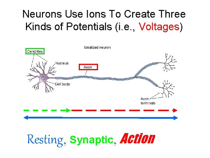Neurons Use Ions To Create Three Kinds of Potentials (i. e. , Voltages) Resting,