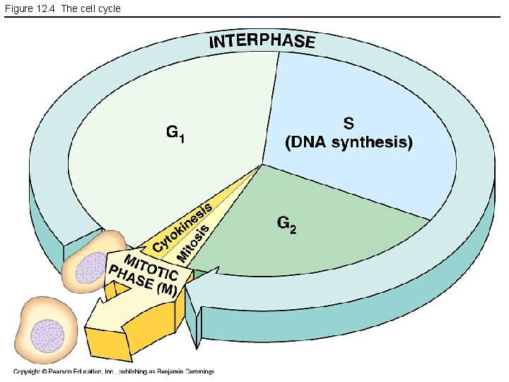 Figure 12. 4 The cell cycle 