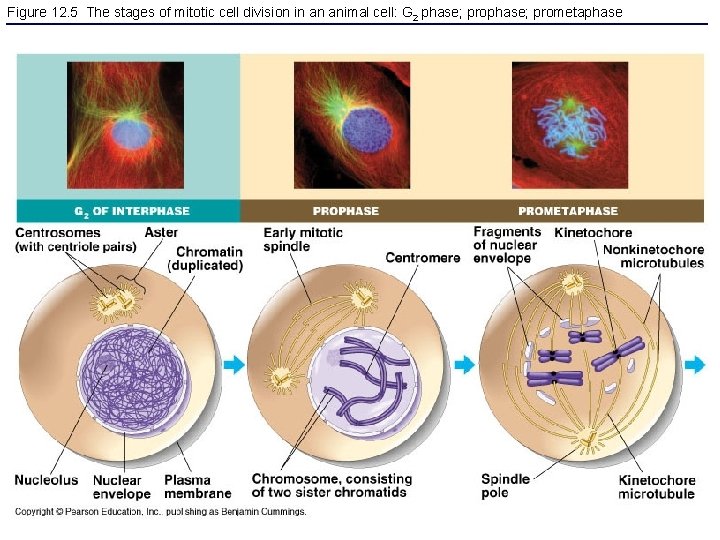 Figure 12. 5 The stages of mitotic cell division in an animal cell: G