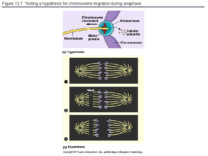Figure 12. 7 Testing a hypothesis for chromosome migration during anaphase 