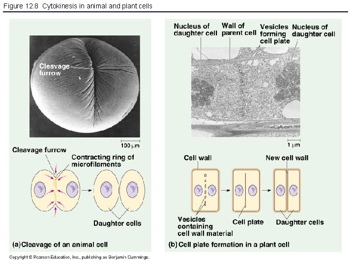 Figure 12. 8 Cytokinesis in animal and plant cells 