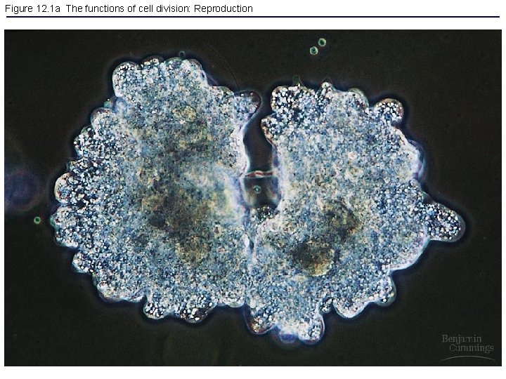 Figure 12. 1 a The functions of cell division: Reproduction 