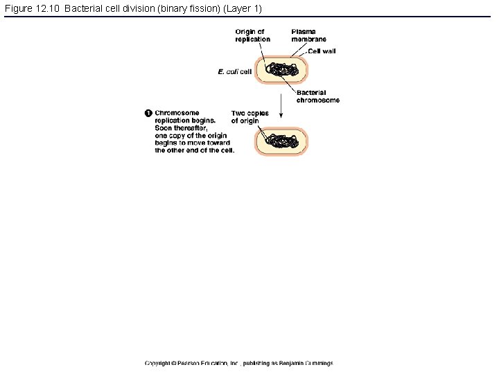 Figure 12. 10 Bacterial cell division (binary fission) (Layer 1) 