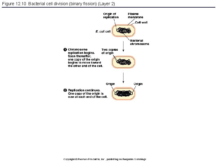 Figure 12. 10 Bacterial cell division (binary fission) (Layer 2) 