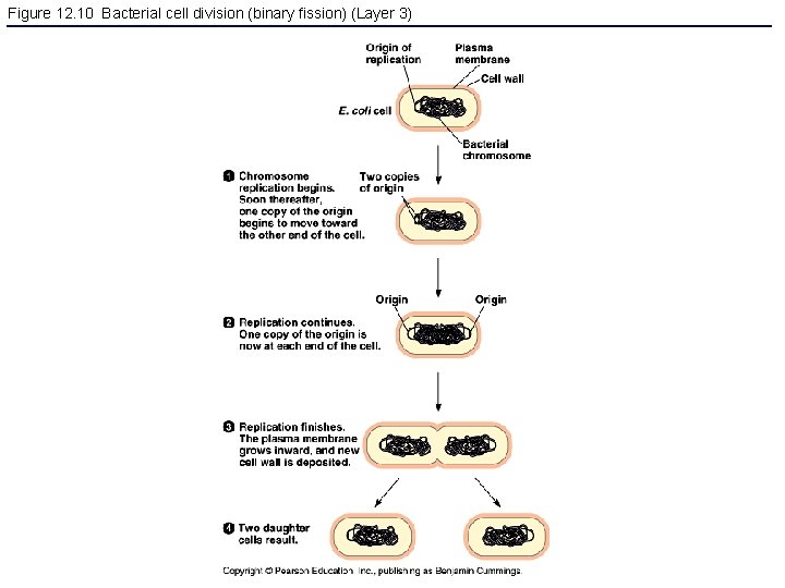 Figure 12. 10 Bacterial cell division (binary fission) (Layer 3) 