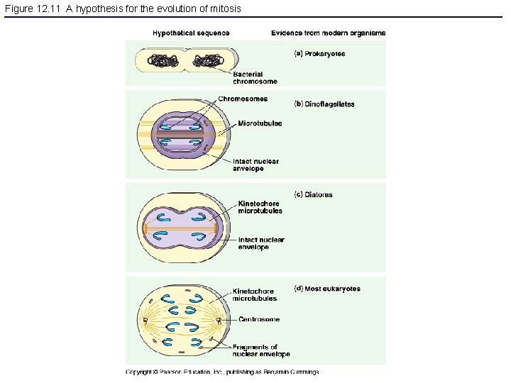 Figure 12. 11 A hypothesis for the evolution of mitosis 