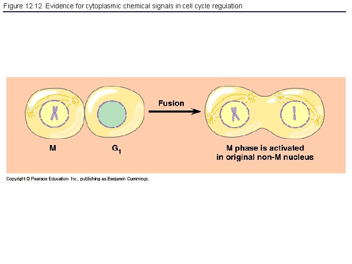 Figure 12. 12 Evidence for cytoplasmic chemical signals in cell cycle regulation 