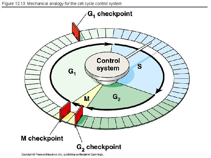 Figure 12. 13 Mechanical analogy for the cell cycle control system 