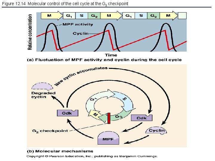 Figure 12. 14 Molecular control of the cell cycle at the G 2 checkpoint