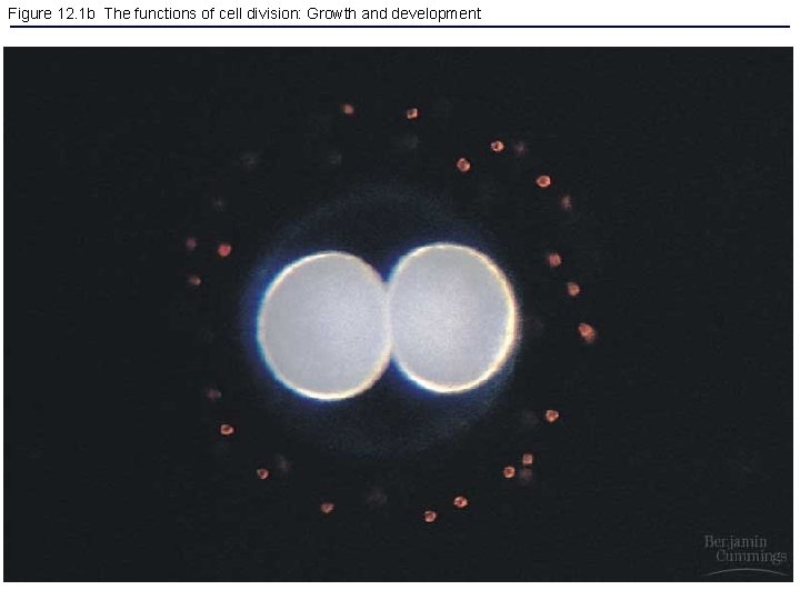 Figure 12. 1 b The functions of cell division: Growth and development 