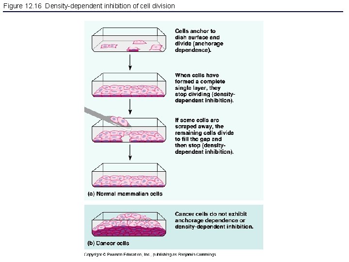 Figure 12. 16 Density-dependent inhibition of cell division 