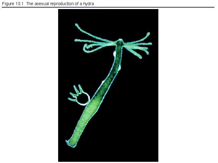 Figure 13. 1 The asexual reproduction of a hydra 