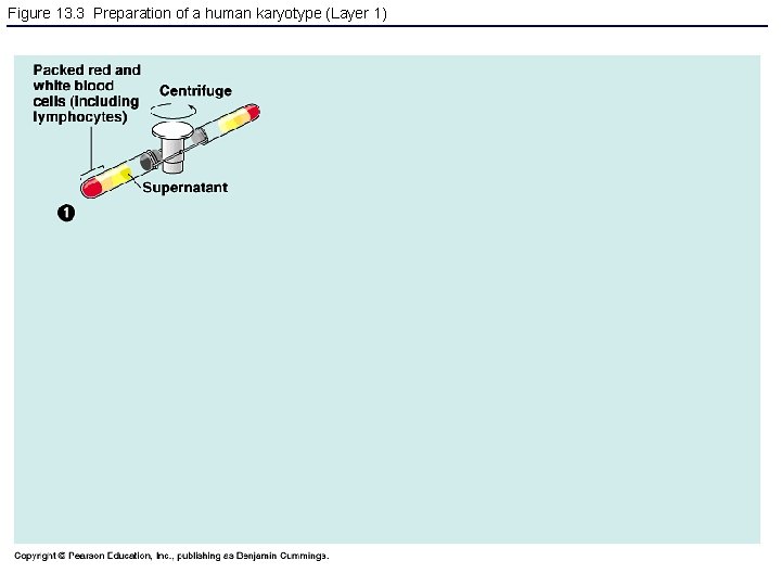 Figure 13. 3 Preparation of a human karyotype (Layer 1) 